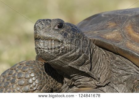 Closeup Of An Endangered Gopher Tortoise