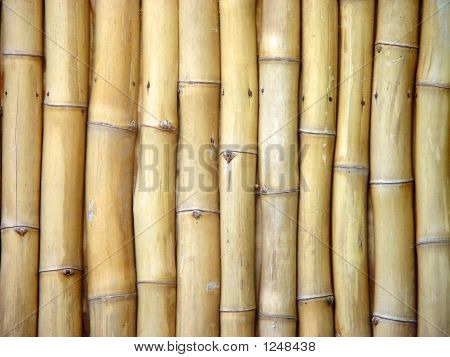 Bambù