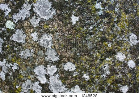 Moss-Grown sten
