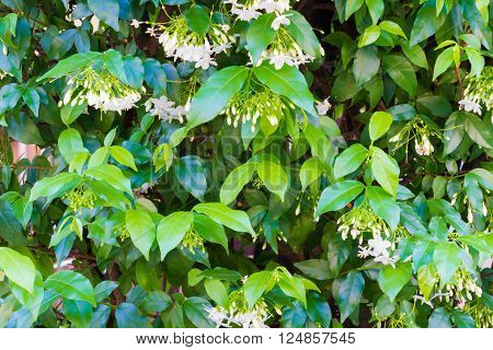 Natural background : Wrightia religiosa Benth small white flowers are very fragrant