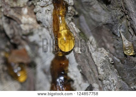 The Yellow Drop Of Resin On A Tree