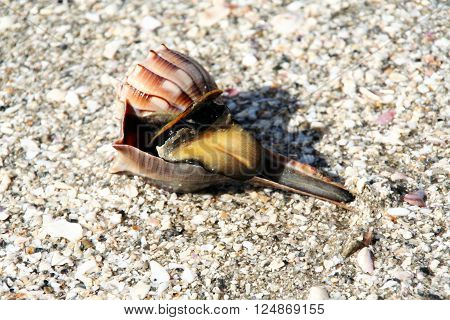 This is a chonch on a buautiful florida beach.
