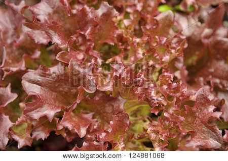 Red Lettuce