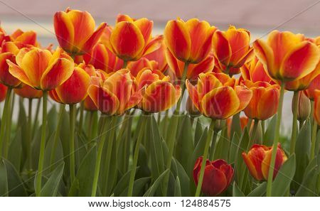Tulip flower field blooming in the garden
