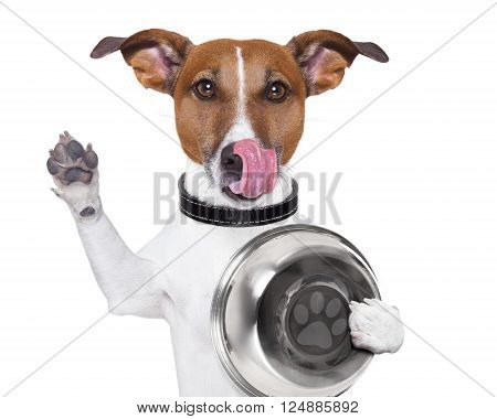 hungry  jack russell dog holding food bowl and licking with tongue, isolated on white background