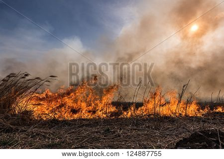 Dried reeds growing in the fire at sunset.