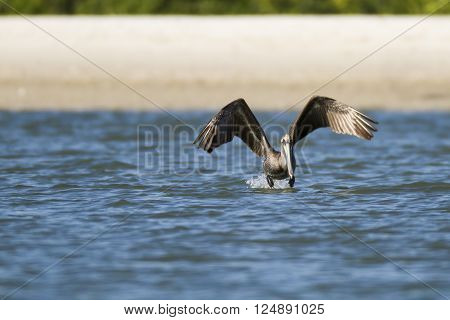 Brown Pelican flaps furiously to get off water