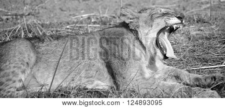 Lion cub is one of the four big cats in the genus Panthera, and a member of the family Felidae. With some males exceeding 250 kg (550 lb) in weight it is the second-largest living cat after the tiger