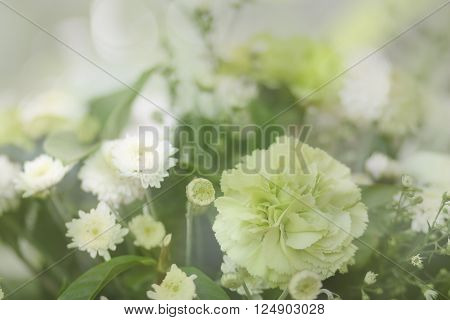 Spring blossom background abstract floral green leaves and white flowers