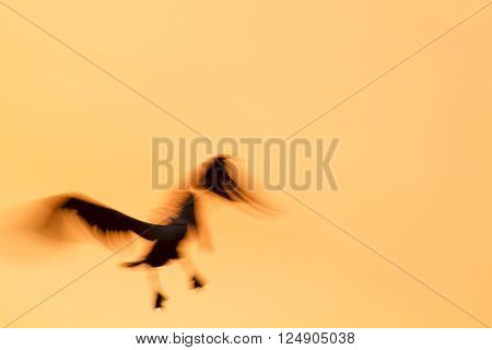 Backlit Brown Pelican motion blur - 1/30 sec. exposure