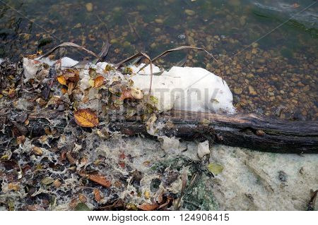 Form accumulates on the shore of Lake Renwick in the Lake Renwick Heron Rookery Nature Preserve, in Plainfield, Illinois,