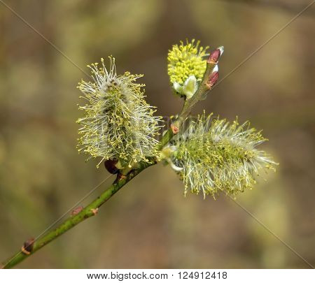 branch of flowering salix in detail in natural habitat with three catkins on spring