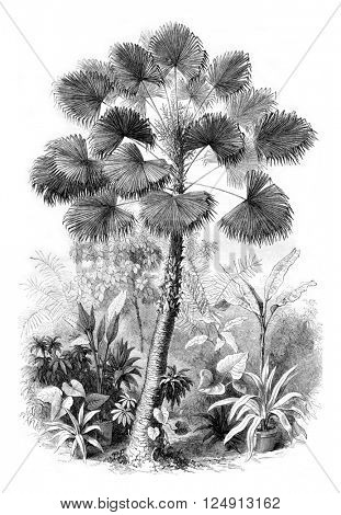 Serre from Jardin des Plantes, Latanier flowers, vintage engraved illustration. Magasin Pittoresque 1857.
