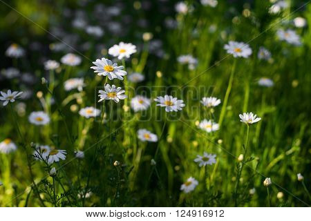 Spring and summer blurred background of selective focus blossoming white camomile flowers on the green meadow at sunny day. Natural and fresh organic backdrop