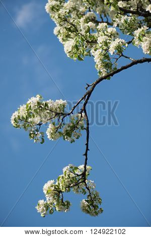 Sky blue beautiful apple blossom tree. Background