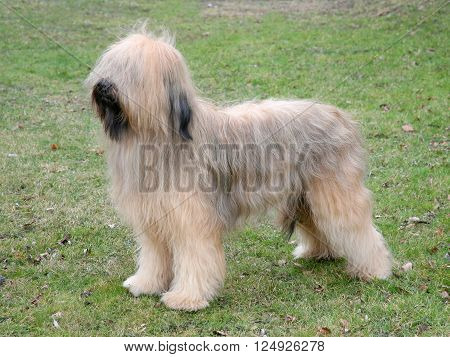 Typical Briard dog (Berger de Brie) in the spring garden