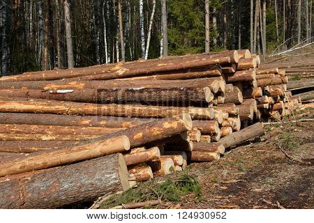 Stacks of cut trees stacked in the winter in the Northern forest. Cut down the trees. Pine wood industry. Fallen trees. Felling and cutting of forests. Supply of tree trunks.