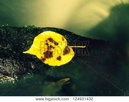 Autumn Colorful Leaf.bright Yellow Aspen Leaf. Nice Yellow Broken Leaf On Wet Stone In Blurred Water