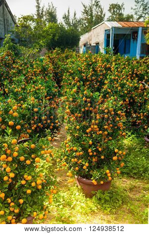 Little tangeries trees in pots in a garden. These trees are used as a holiday decoration in Asia.