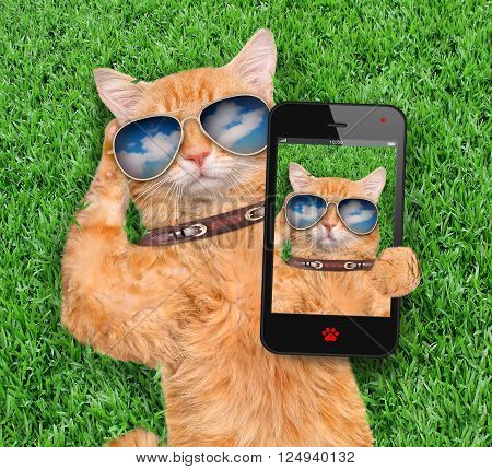 Beautiful red cat lying on the grass taking a selfie.