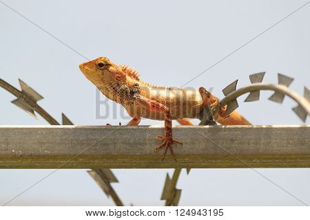 tropical Garden Fence Lizard Calotes versicolor resting on a metal fence on sunny summer day