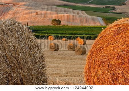 Gray and gold haystacks on fields of Tuscany
