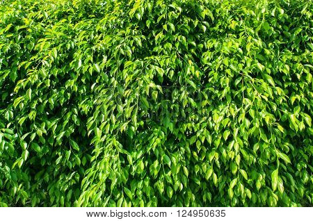 Green leaves wall background of a Garden
