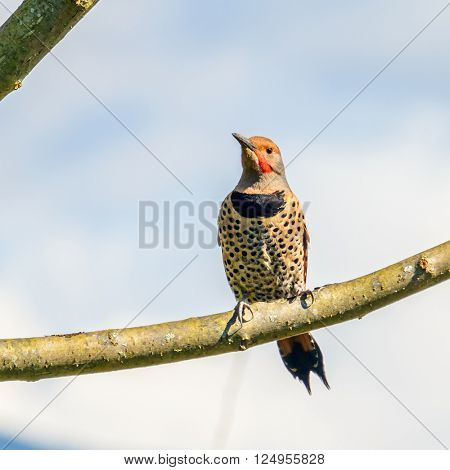 Northern Flicker, colaptes auratus, highly detailed colorful close up portrait, against a natural background Pacific Northwest wildlife, bird, and nature photography