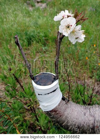Macro photo of a successful graft in the branch of a cherry tree in bloom.