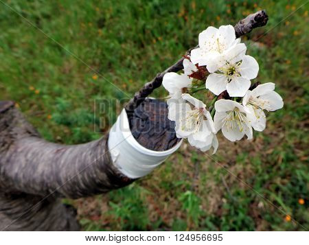 Macro photo of a successful graft in the branch of a cherry tree in bloom.