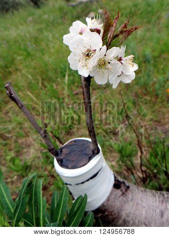 Macro photo of a successful graft in the branch of a cherry tree in bloom.