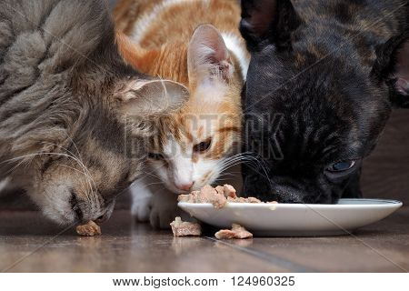 dog and two cats eating together animal feed. Snouts large. Dog French Bulldog, black. Cat large, gray, and a little white cat. Funny, cute animals. snouts large