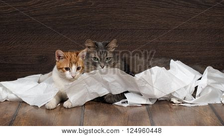 Funny cat and kitten playing with the toilet paper on the floor. Cat large, gray. Kitten small, fur is white with red. Paper crumpled, torn