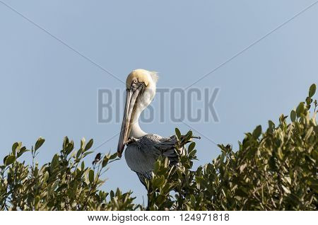 Brown Pelican perches high in a mangrove tree