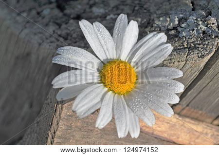 Daisy morning dew still on the petals on a background of old wooden columns.