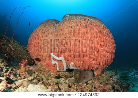 Barrel Sponge and Moray Eel on coral reef