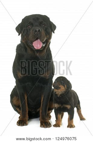adult and puppy rottweiler in front of white background
** Note: Visible grain at 100%, best at smaller sizes