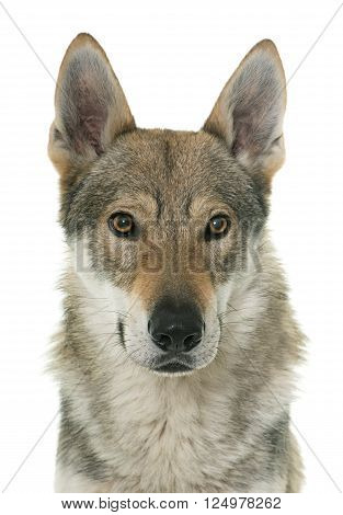 czechoslovakian wolf dog in front of white background