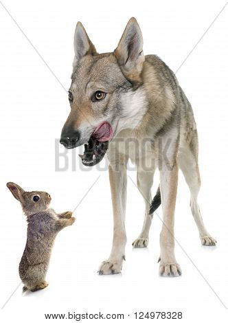 czechoslovakian wolf dog and bunny in front of white background