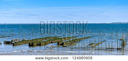 Growing oysters at low tide at the port of Arcachon, France