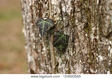 Detail on Hedera helix on a tree bark