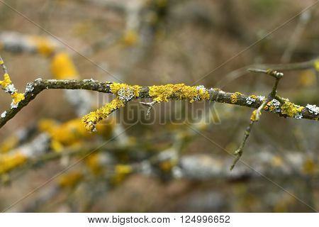 Detail on white and yellow lichen growing on a branch