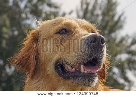 wet golden retriever dog half-profile head-shot after swimming