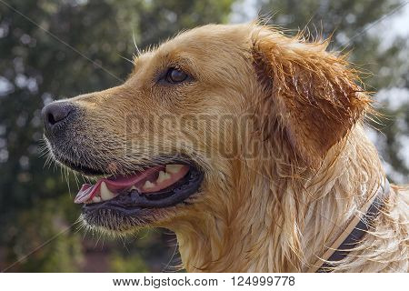 wet golden retriever dog half-profile head-shot after swimming