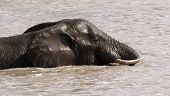Elefante de natación