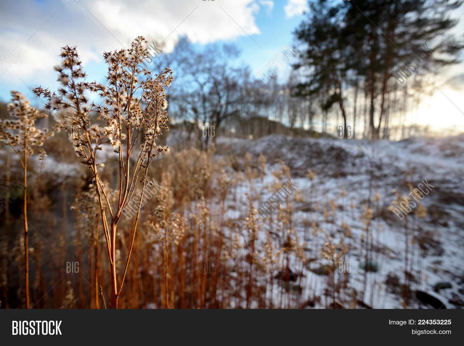 Image Preview
