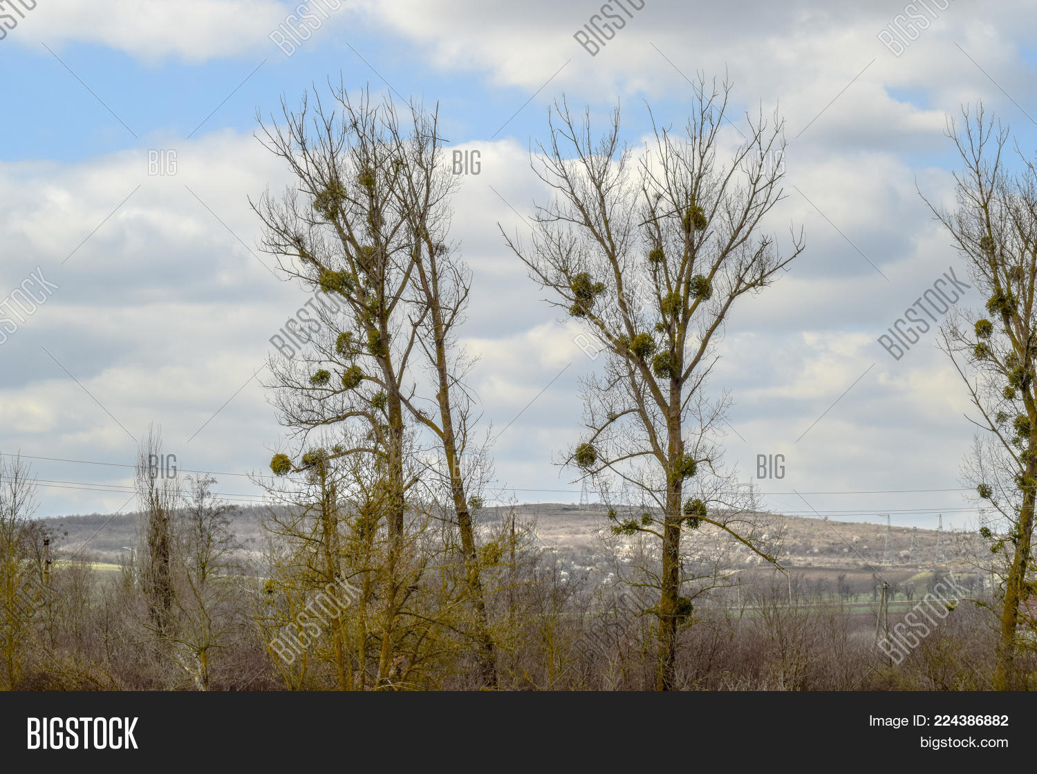Image Preview