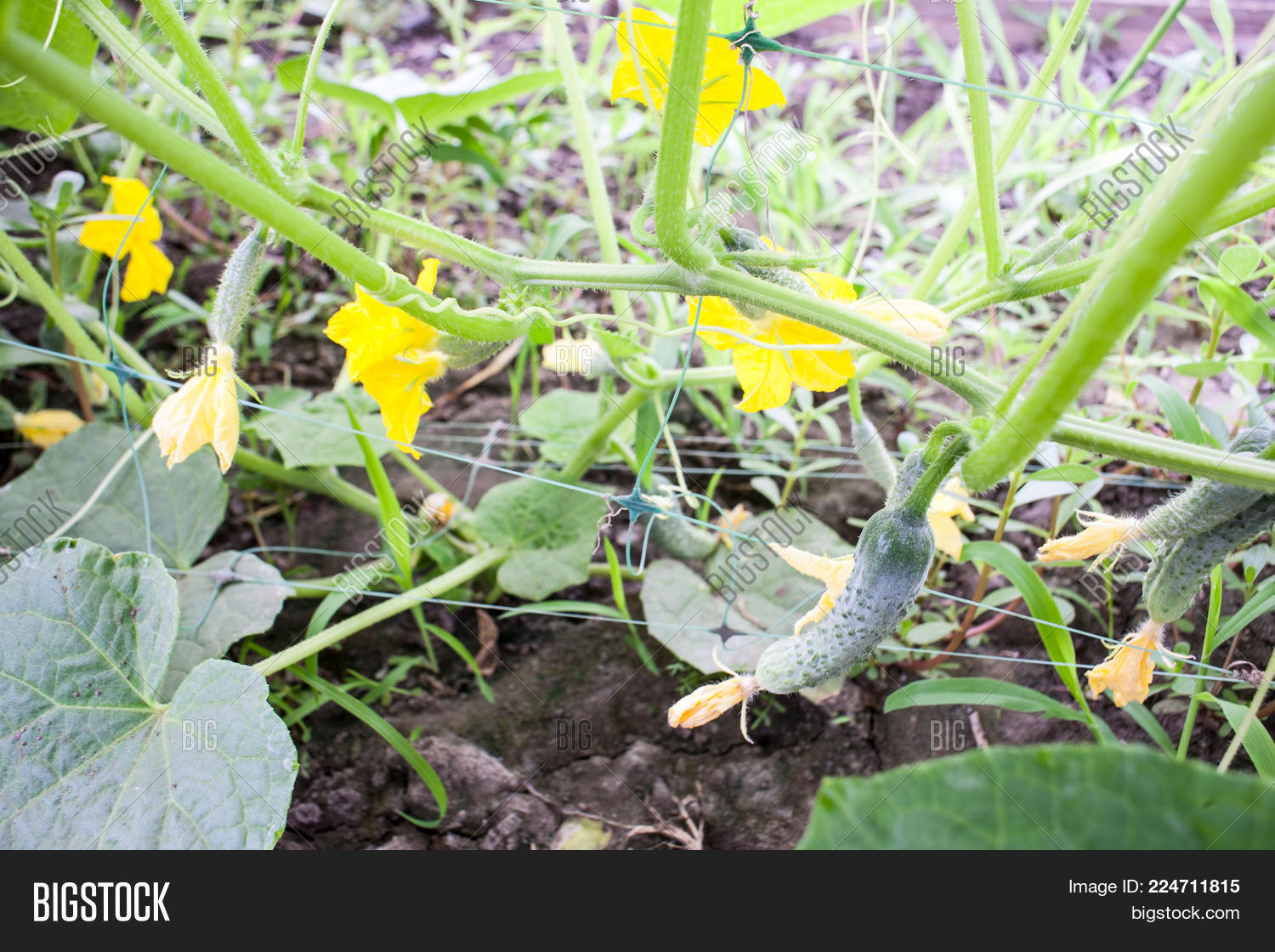 Image Preview