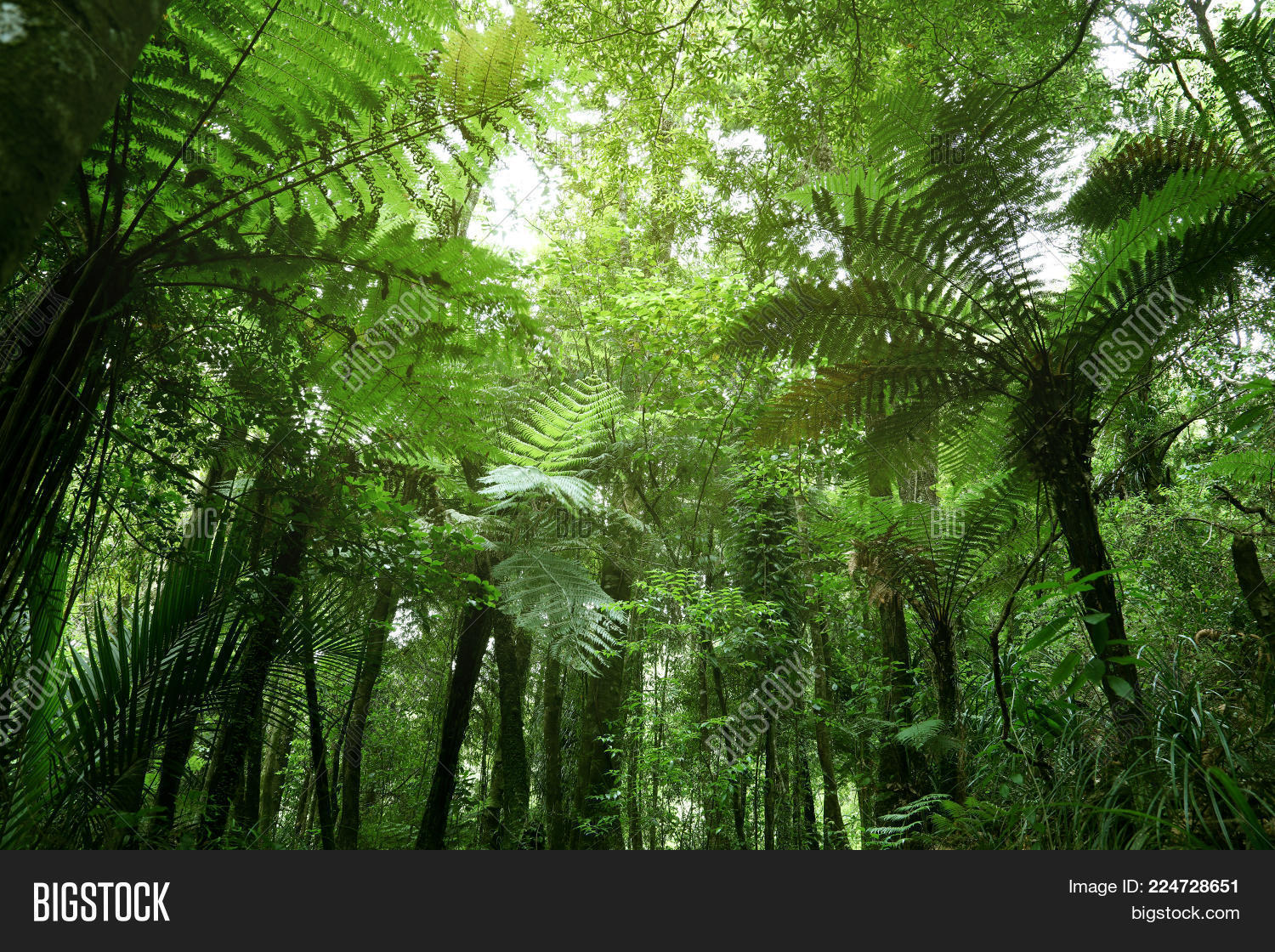 tropical jungle green tree ferns powerpoint template tropical