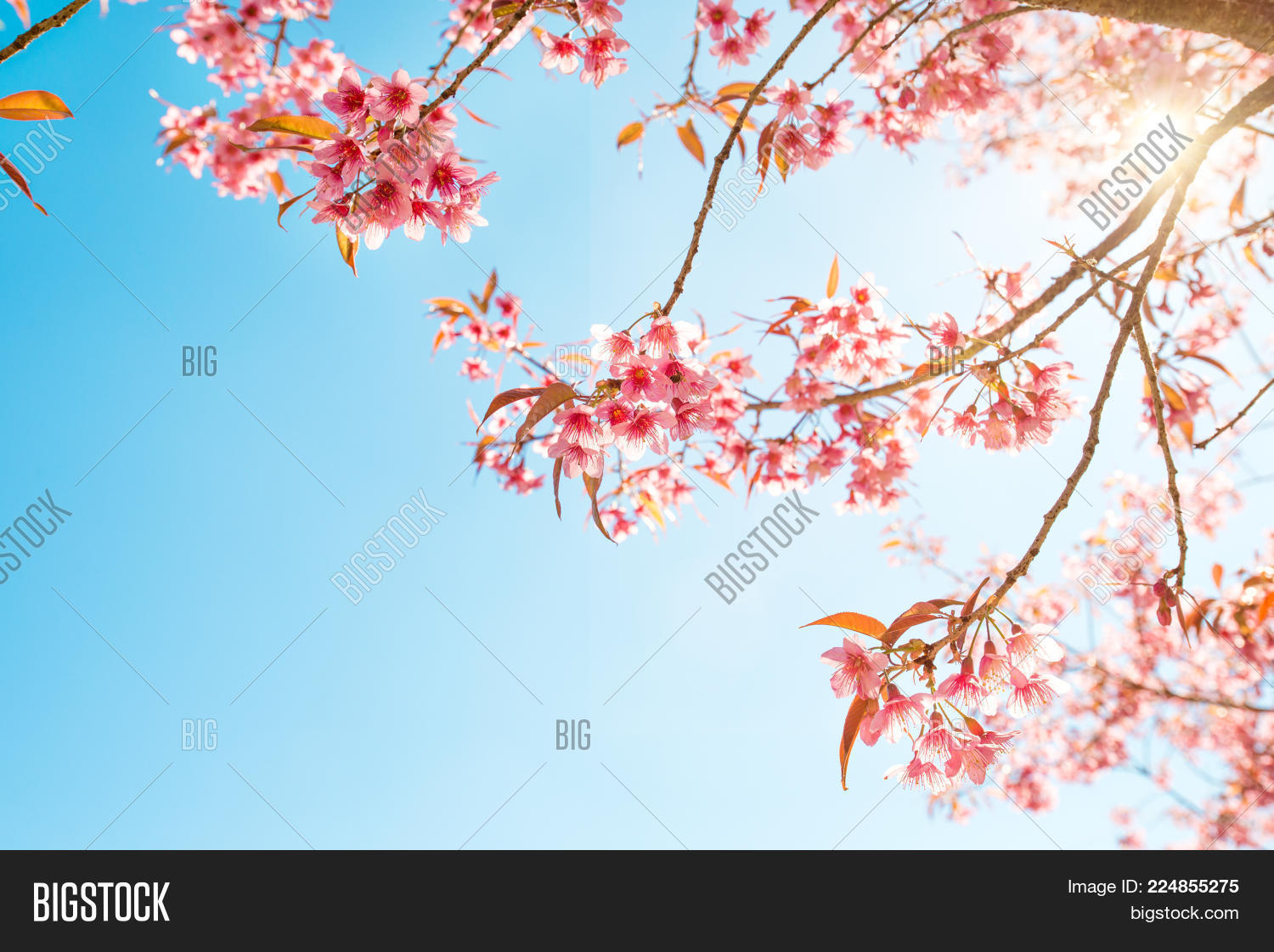 blossoming beautiful sakura flower powerpoint template blossoming sakura powerpoint template